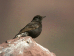 Almeria birds, Black Wheatear