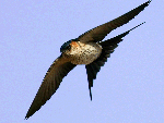 Almeria birds, Red-rumped Swallow