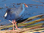 Birds in Almeria, Purple Gallinule