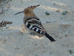 Almeria birds, Hoopoe Upupa Epops