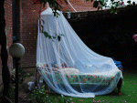 mosquito net