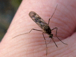mosquito