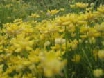 Spring flowers in Almeria