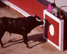 Vera's bull fighting ring
